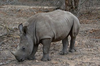 Breitmaulnashorn (Südafrika)