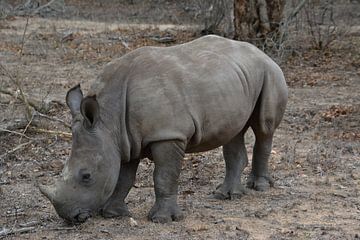 Witte Neushoorn (Zuid-Afrika) van Wild Dog Adventures