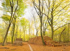 Speulder und Spielder Wald (Niederlande) von Marcel Kerdijk