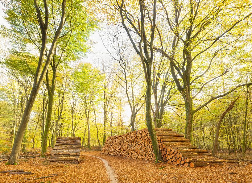 Speulder and Spielder forest (Netherlands) by Marcel Kerdijk