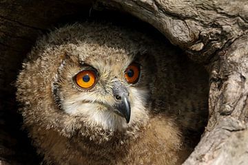 Europese Oehoe (Bubo bubo) van Ronald Pol