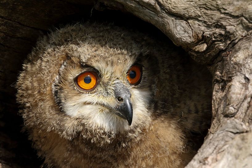 Europese Oehoe (Bubo bubo) van Ronald Pol