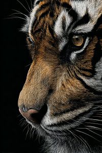Tiger im Schatten der stillen Macht