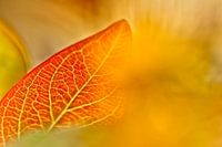Minimalism in nature
