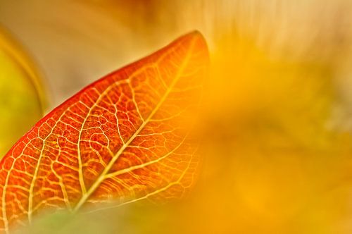 Minimalismus in der Natur