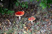 Les couleurs de l'automne dans toute leur splendeur