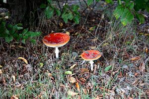 Die Farben des Herbstes in unterschiedlicher Pracht