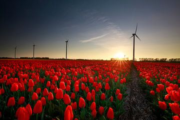 sunset over red tulip field with wind turbines, Holland