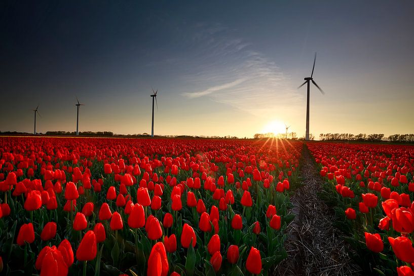 coucher de soleil sur un champ de tulipes rouges avec des éoliennes, Hollande par Olha Rohulya