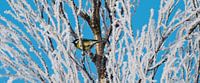 Kohlmeise zwischen gefrorenen Zweigen von Ricardo Bouman Fotografie Miniaturansicht