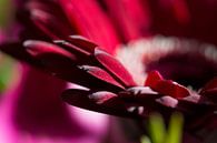 Flower by Cathy Php thumbnail