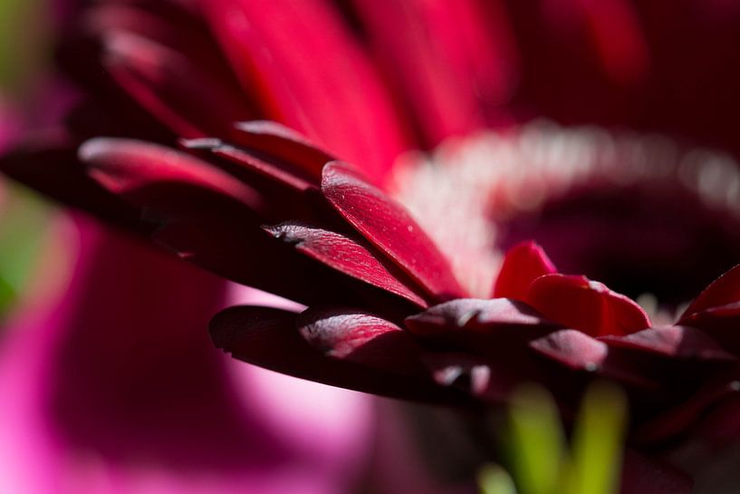 Flower by Cathy Php