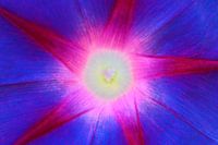 Purple 1