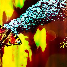 Papillon paon de jour coloré sur Sara in t Veld Fotografie