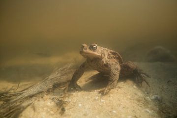 Common Toad ( Bufo bufo ) sitting under water during breeding season, wildife, Europe. van wunderbare Erde