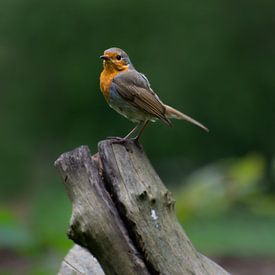 Roodborst op stam van Simone Haneveer