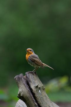 Robin on trunk by Simone Haneveer