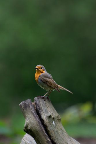Robin on trunk