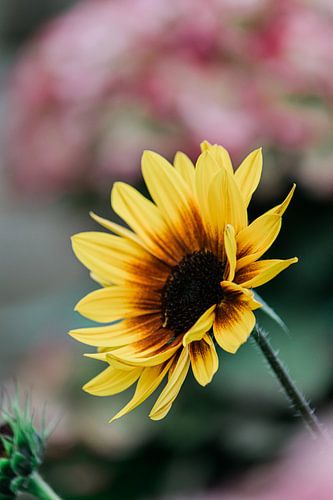 La magnificence jaune !