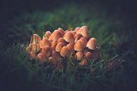 Paddenstoelen vergadering