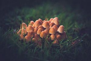 Paddenstoelen vergadering van Reversepixel Photography