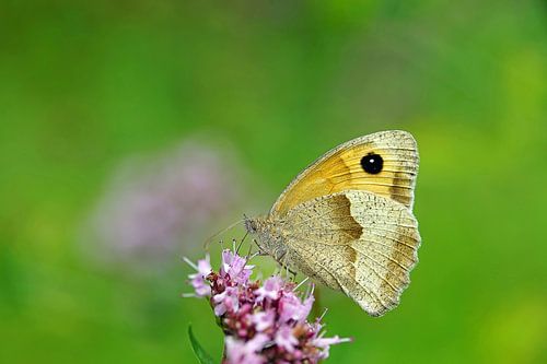 Flussuferläufer, mit Fressen beschäftigt.