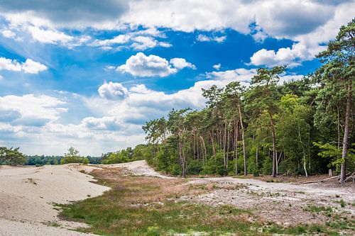 Loonse und Drunense Dünen