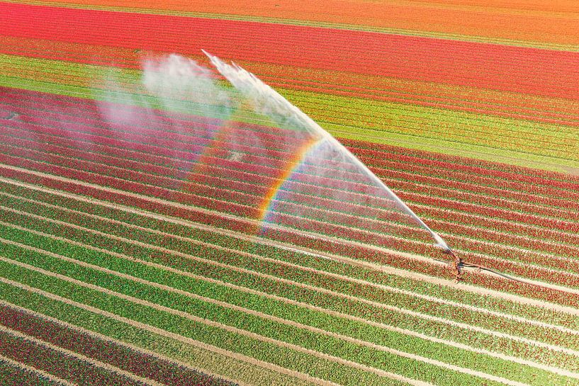 Tulips growing in a field sprayed by an agricultural sprinkler by Sjoerd van der Wal Photography