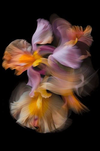 Fleur en mouvement, abstrait dynamique