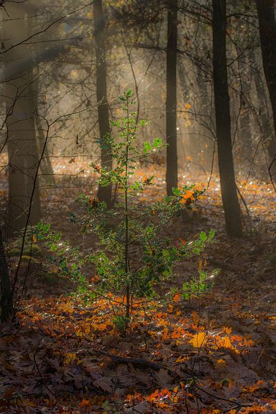 golden morning by Bart Liesenborgs