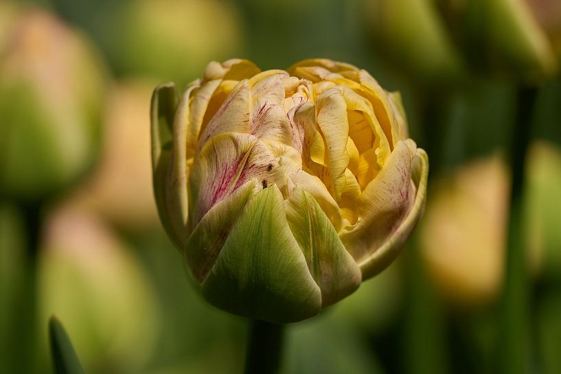 Tulpen uit ... van Eric Fotografie