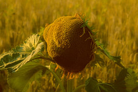 In Eclipse Light