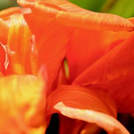 Tropische bloem canna von Jorieke Huurneman