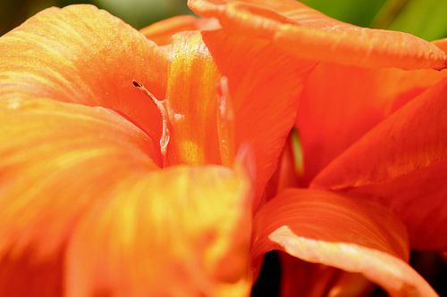 Tropische bloem canna