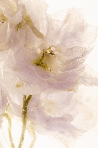 Pied d'alouette dans la glace 3