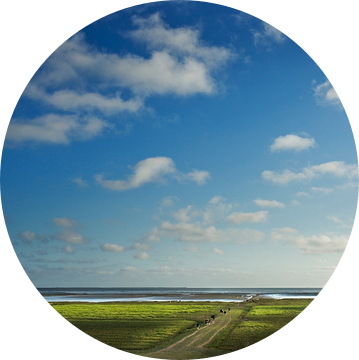 Grazende koeien in de kwelders, provincie Groningen,Nederland