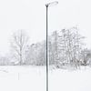 The Lonely Snowpole by Sander van der Veen