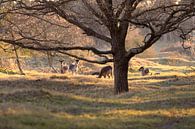 Deer during the golden hour by Louise Poortvliet thumbnail