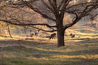 Deer during the golden hour
