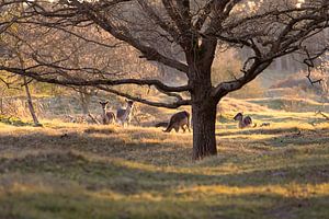 Un cerf à l'heure dorée