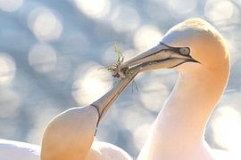 Love is . by Erwin Sligte