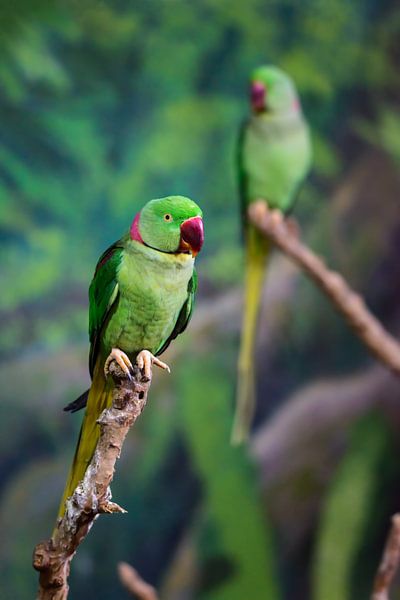 Grüner Sittich - Papagei von Chihong