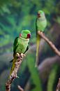Grüner Sittich - Papagei von Chihong Miniaturansicht