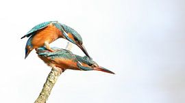 kingfisher mating by H. Kiewiet