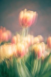 fleurs partie 365