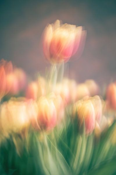 flowers part 365 by Tania Perneel