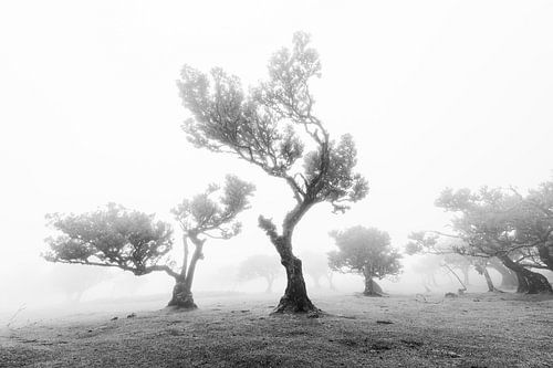 Mistig bos met kronkelende bomen