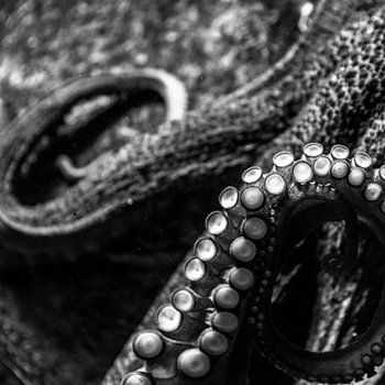 Kunstzinnige octopus