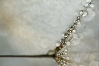 Abstraktion in natürlichen Grau- und Brauntönen: Wassertropfen auf einem Flaum