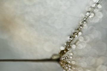 Abstraction in natural shades of grey and brown: Water droplets on a piece of fluff